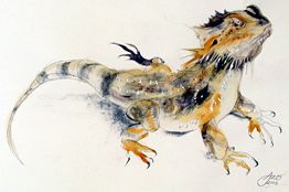 chameleon