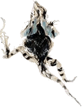 lizard