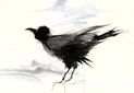 blackbird
