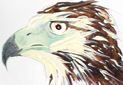 head