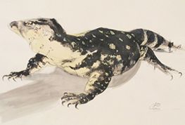 reptile